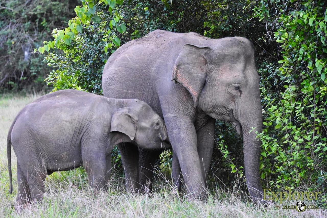 Explorer By Eco Team - Wasgamuwa National Park Exterior photo